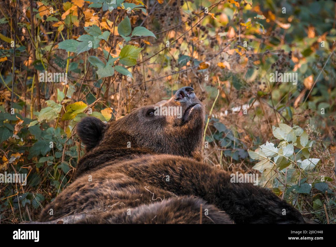 Ours brun dans un parc national de la forêt bavaroise, le jour d'automne ensoleillé d'or, en Allemagne Banque D'Images