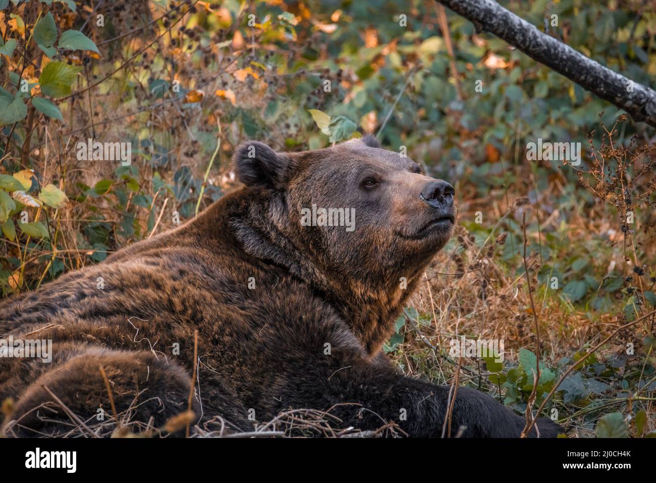 Ours brun dans un parc national de la forêt bavaroise, le jour d'automne ensoleillé d'or, en Allemagne Banque D'Images