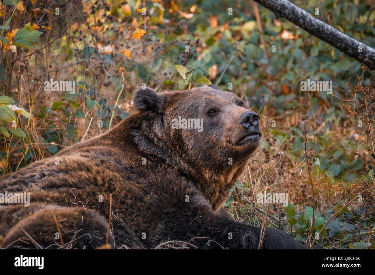 Ours brun dans un parc national de la forêt bavaroise, le jour d'automne ensoleillé d'or, en Allemagne Banque D'Images