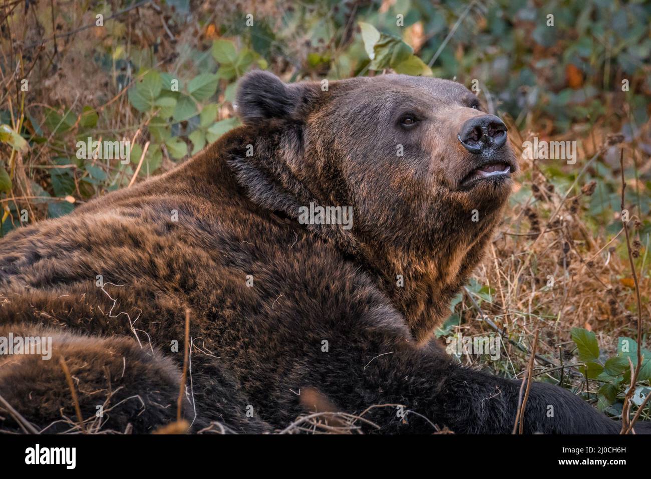 Ours brun dans un parc national de la forêt bavaroise, le jour d'automne ensoleillé d'or, en Allemagne Banque D'Images