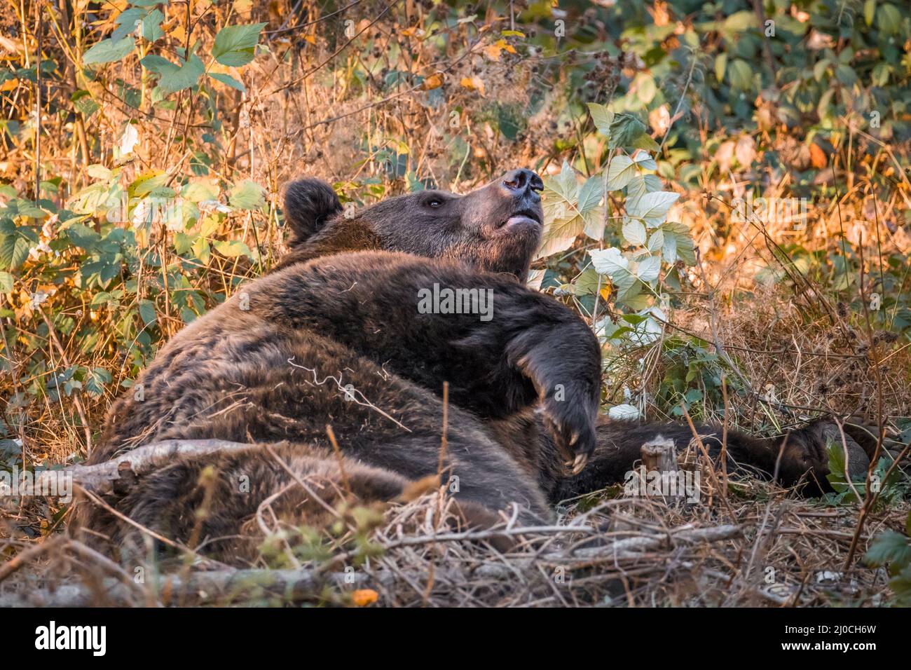 Ours brun dans un parc national de la forêt bavaroise, le jour d'automne ensoleillé d'or, en Allemagne Banque D'Images