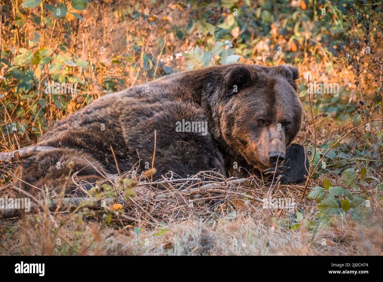Ours brun dans un parc national de la forêt bavaroise, le jour d'automne ensoleillé d'or, en Allemagne Banque D'Images