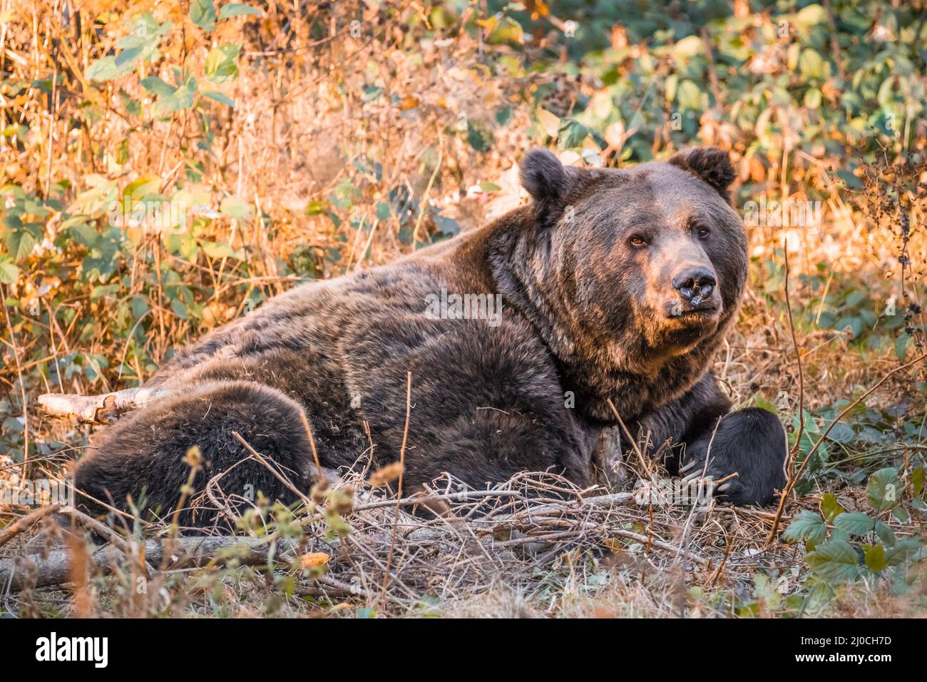 Ours brun dans un parc national de la forêt bavaroise, le jour d'automne ensoleillé d'or, en Allemagne Banque D'Images