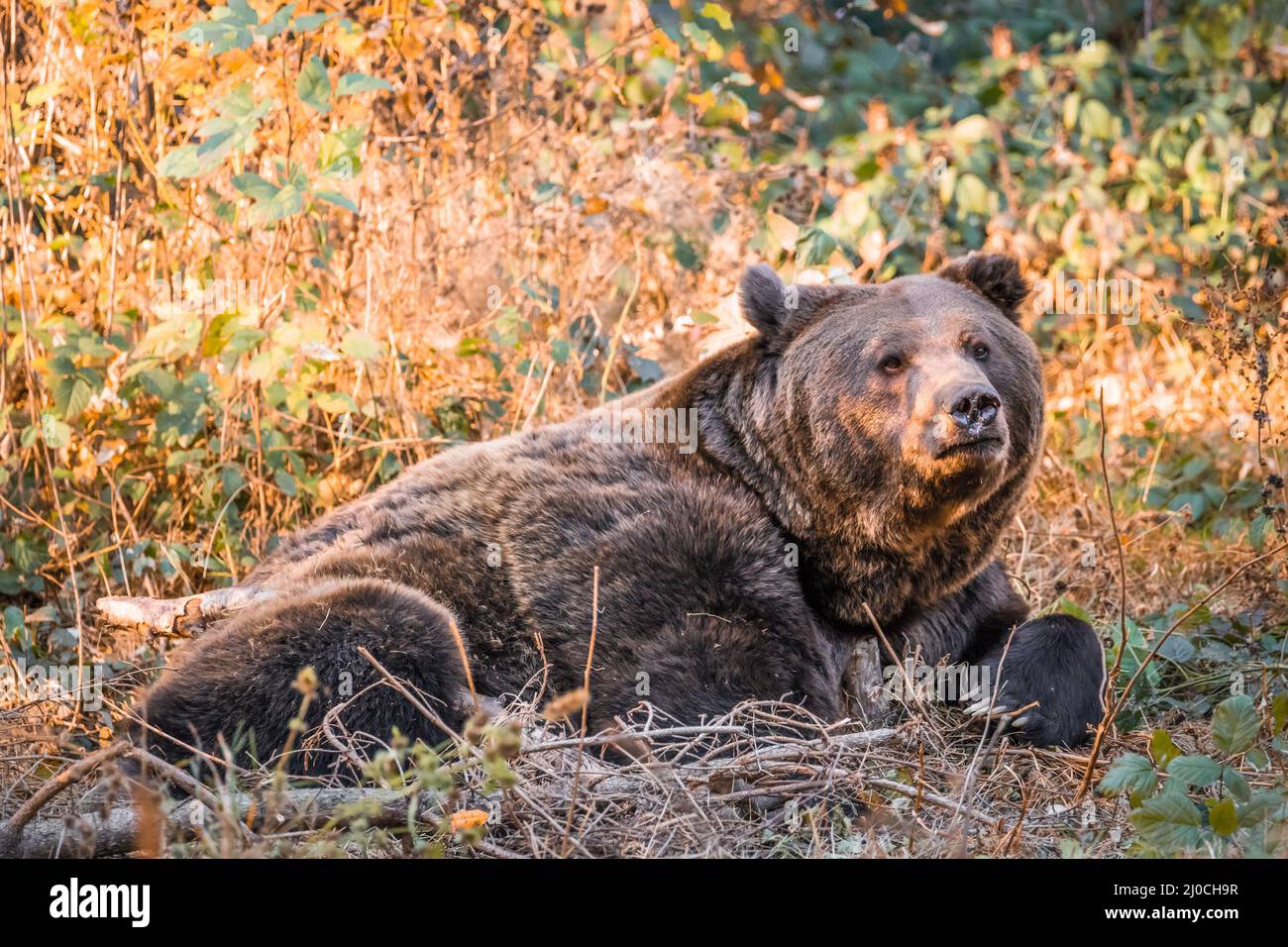 Ours brun dans un parc national de la forêt bavaroise, le jour d'automne ensoleillé d'or, en Allemagne Banque D'Images