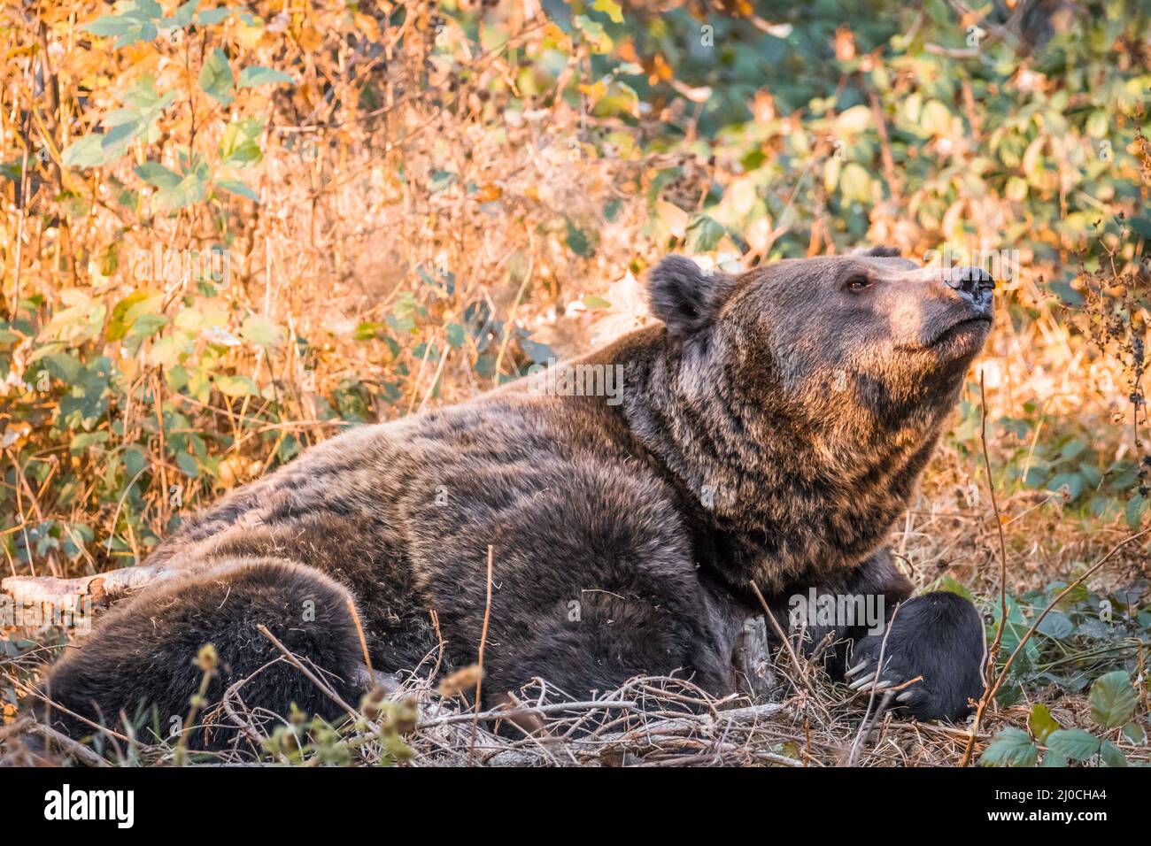 Ours brun dans un parc national de la forêt bavaroise, le jour d'automne ensoleillé d'or, en Allemagne Banque D'Images
