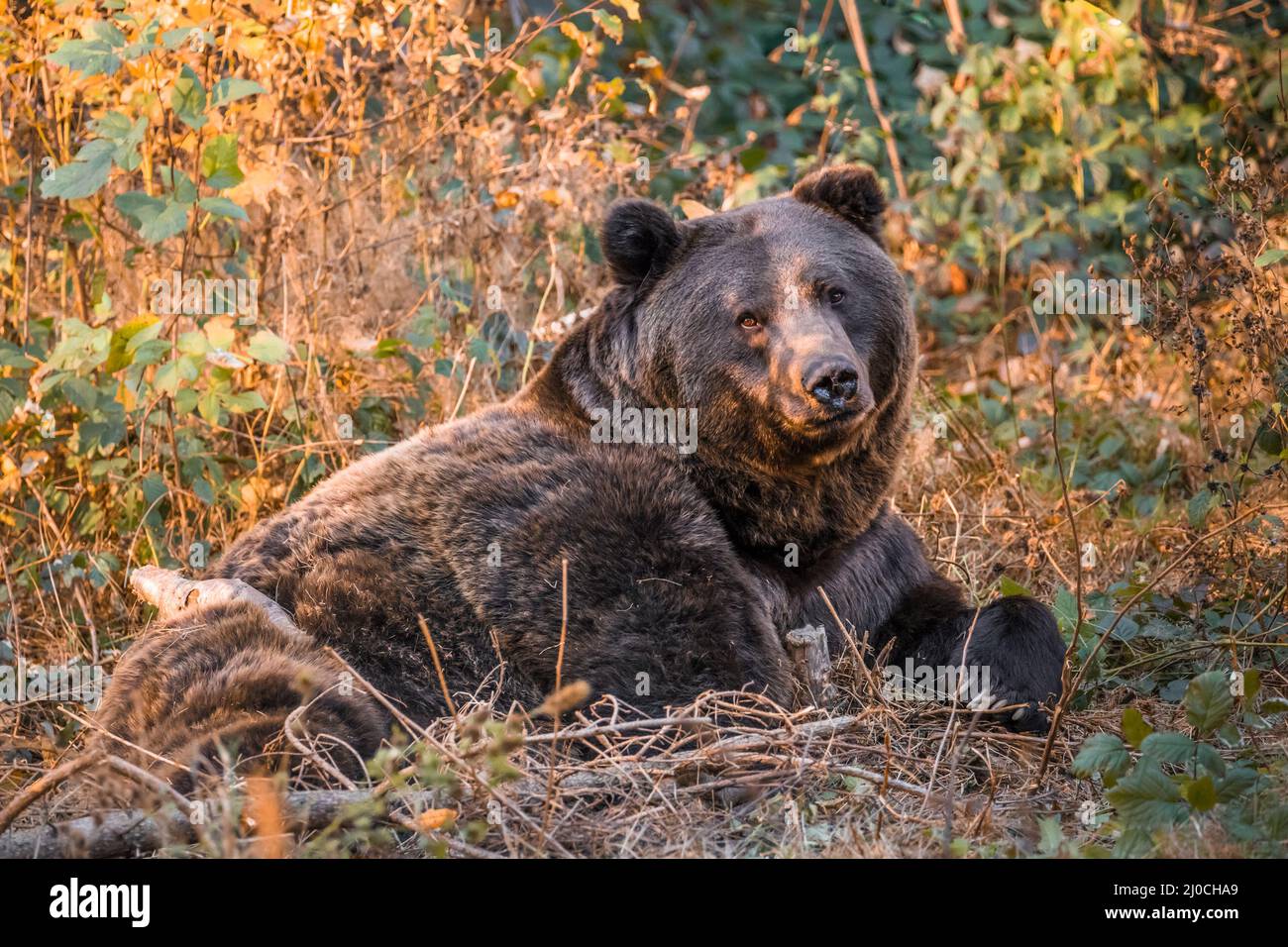 Ours brun dans un parc national de la forêt bavaroise, le jour d'automne ensoleillé d'or, en Allemagne Banque D'Images