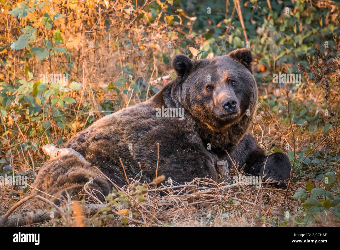 Ours brun dans un parc national de la forêt bavaroise, le jour d'automne ensoleillé d'or, en Allemagne Banque D'Images