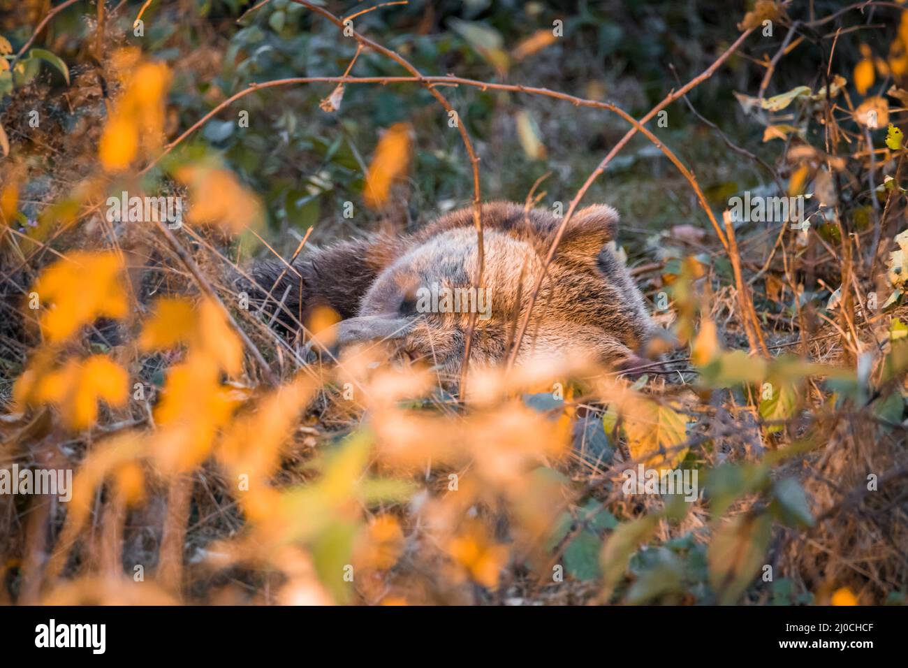 Ours brun dans un parc national de la forêt bavaroise, le jour d'automne ensoleillé d'or, en Allemagne Banque D'Images
