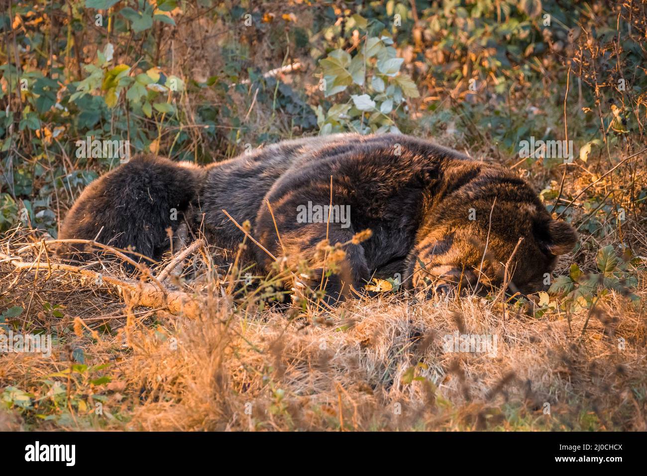 Ours brun dans un parc national de la forêt bavaroise, le jour d'automne ensoleillé d'or, en Allemagne Banque D'Images