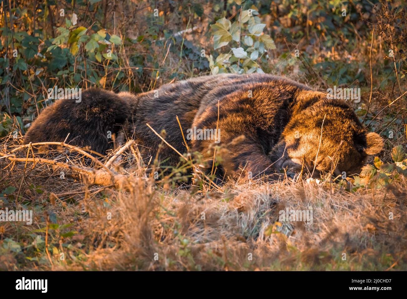 Ours brun dans un parc national de la forêt bavaroise, le jour d'automne ensoleillé d'or, en Allemagne Banque D'Images