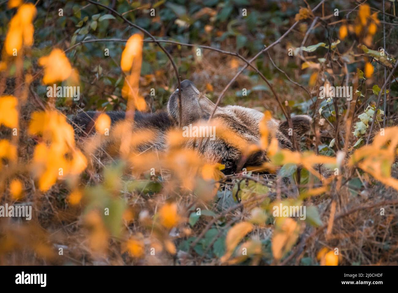 Ours brun dans un parc national de la forêt bavaroise, le jour d'automne ensoleillé d'or, en Allemagne Banque D'Images