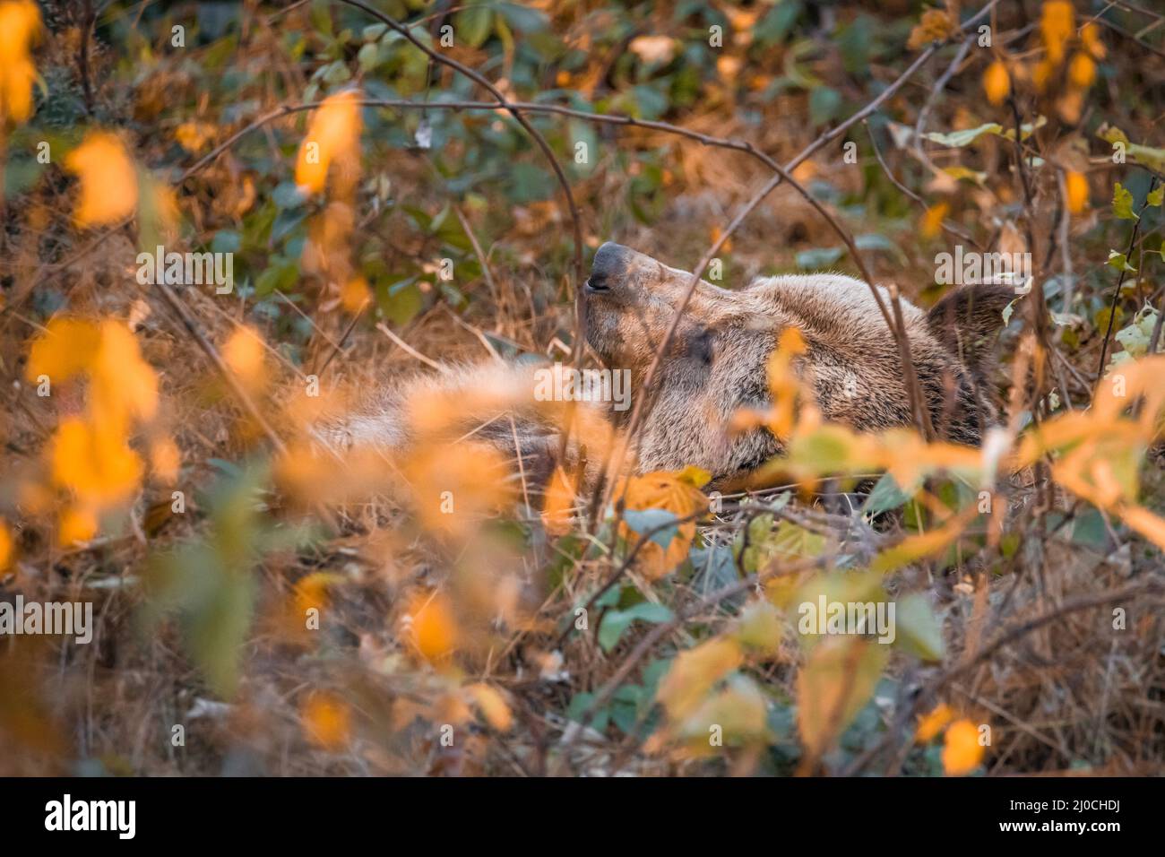 Ours brun dans un parc national de la forêt bavaroise, le jour d'automne ensoleillé d'or, en Allemagne Banque D'Images