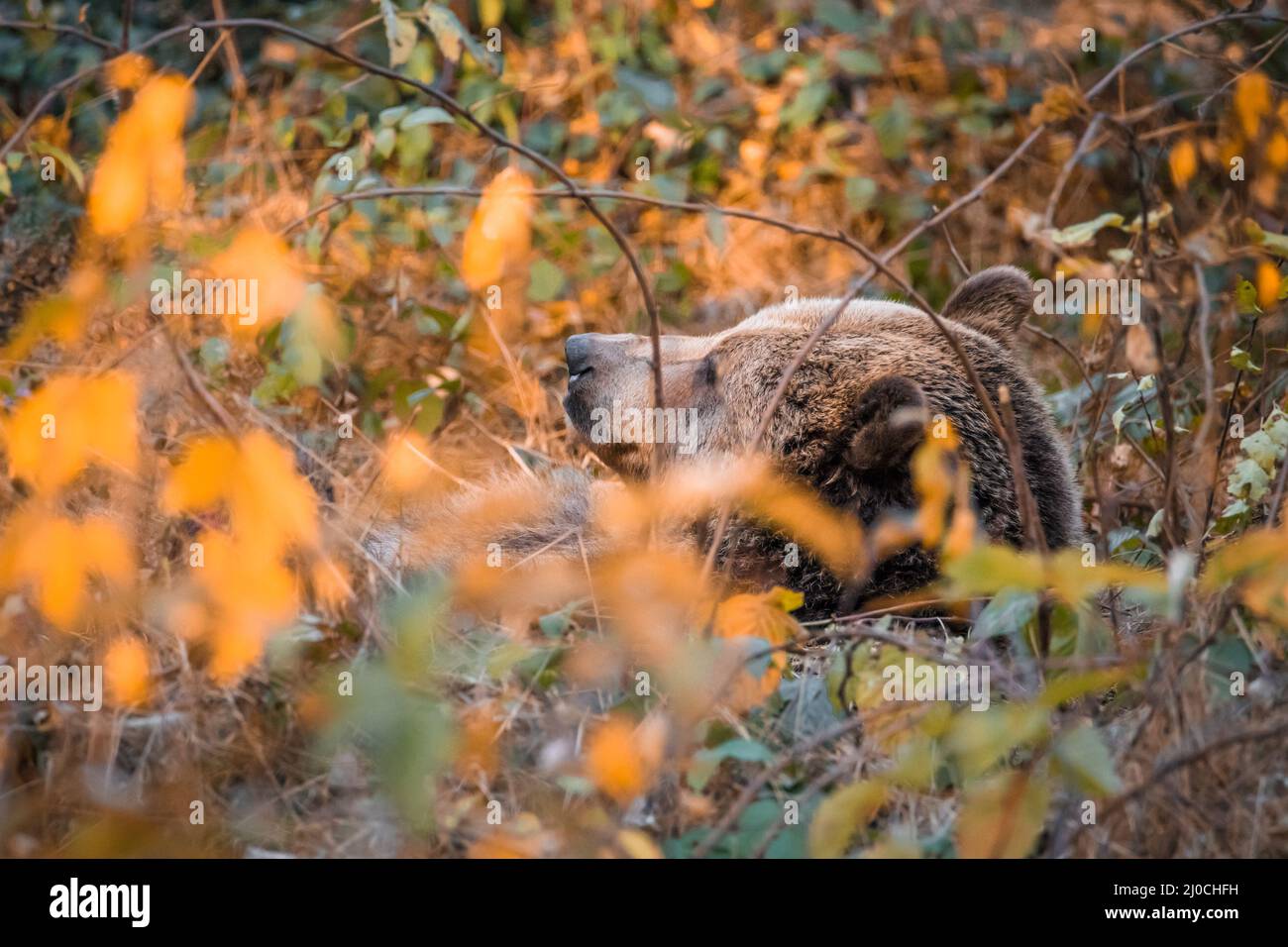 Ours brun dans un parc national de la forêt bavaroise, le jour d'automne ensoleillé d'or, en Allemagne Banque D'Images
