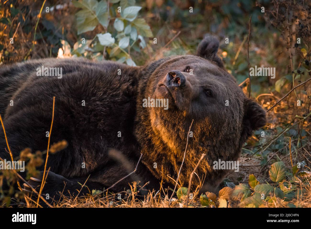 Ours brun dans un parc national de la forêt bavaroise, le jour d'automne ensoleillé d'or, en Allemagne Banque D'Images