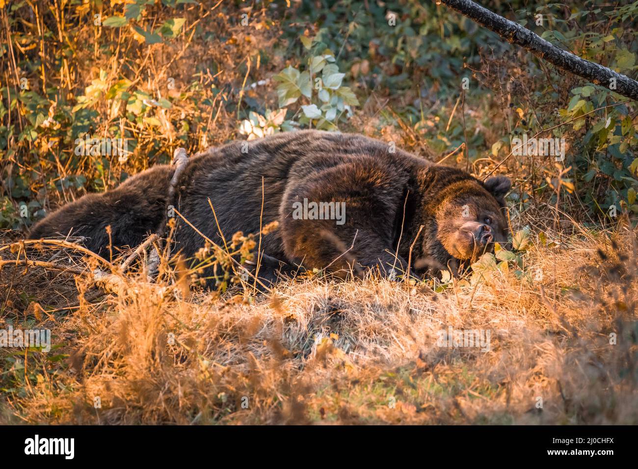 Ours brun dans un parc national de la forêt bavaroise, le jour d'automne ensoleillé d'or, en Allemagne Banque D'Images
