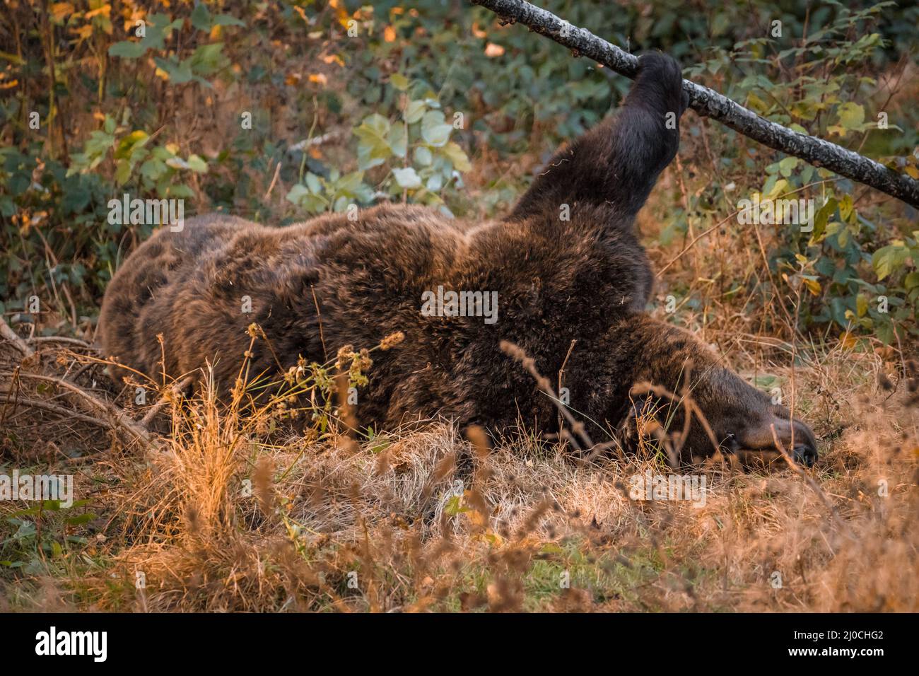 Ours brun dans un parc national de la forêt bavaroise, le jour d'automne ensoleillé d'or, en Allemagne Banque D'Images