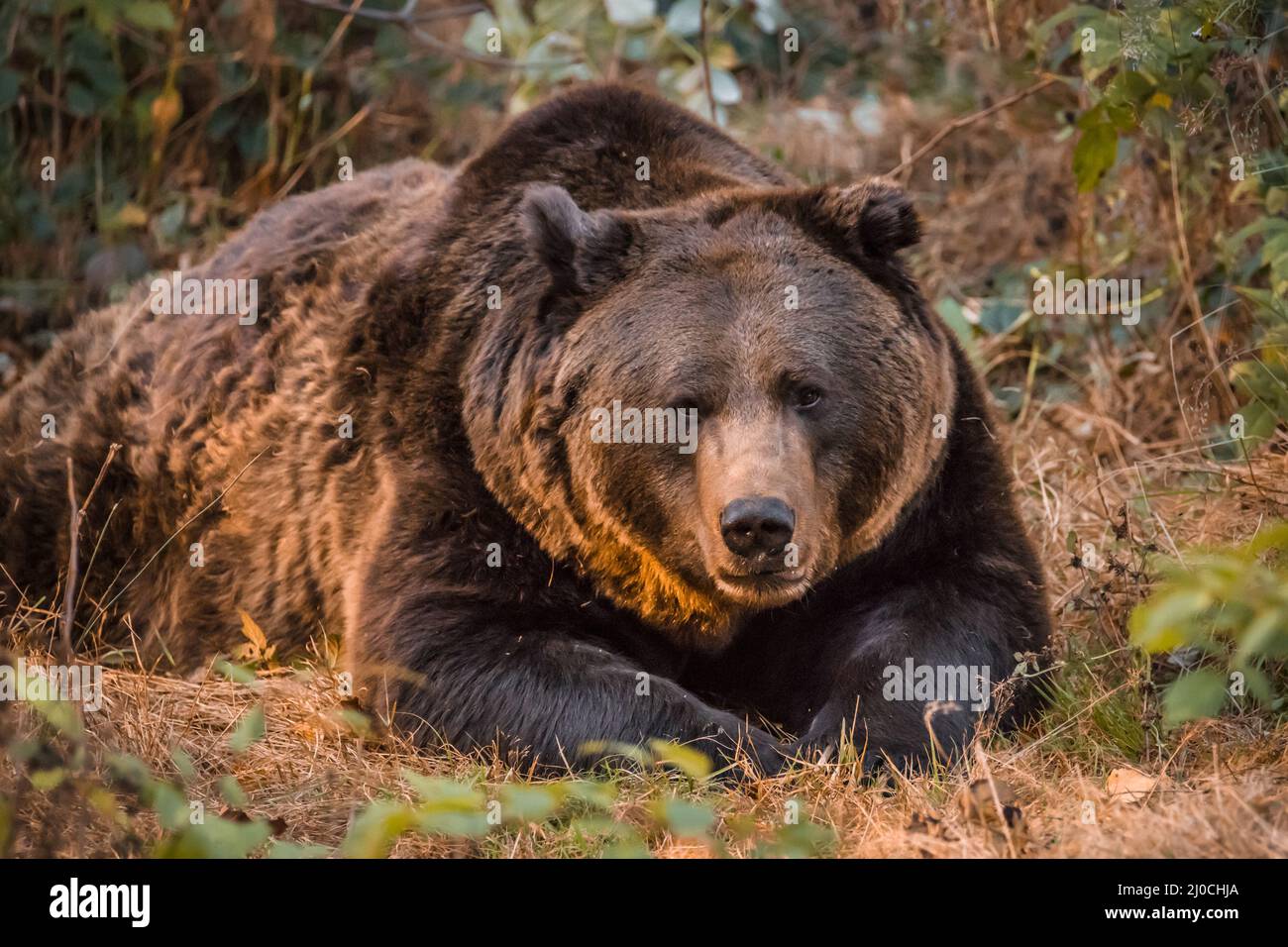 Ours brun dans un parc national de la forêt bavaroise, le jour d'automne ensoleillé d'or, en Allemagne Banque D'Images
