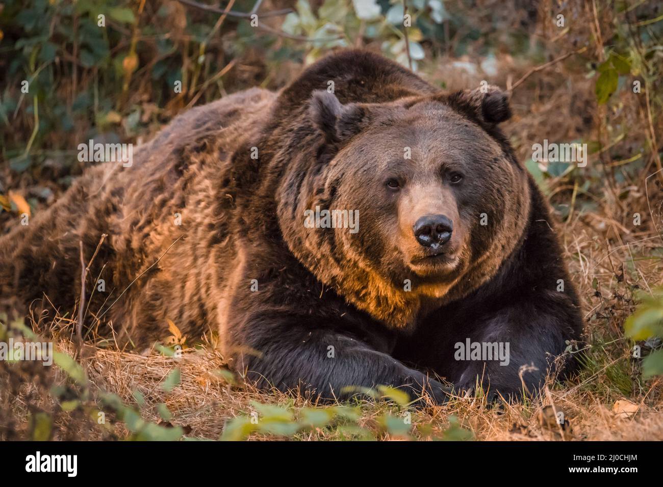 Ours brun dans un parc national de la forêt bavaroise, le jour d'automne ensoleillé d'or, en Allemagne Banque D'Images