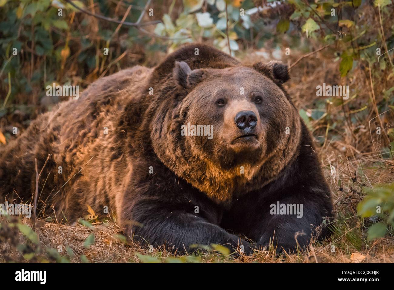 Ours brun dans un parc national de la forêt bavaroise, le jour d'automne ensoleillé d'or, en Allemagne Banque D'Images