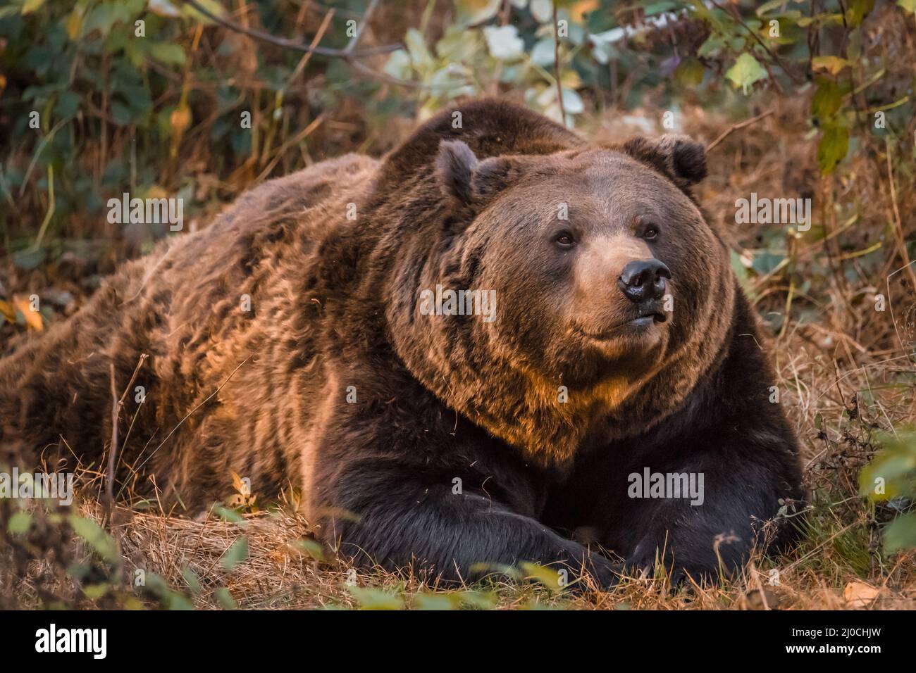 Ours brun dans un parc national de la forêt bavaroise, le jour d'automne ensoleillé d'or, en Allemagne Banque D'Images
