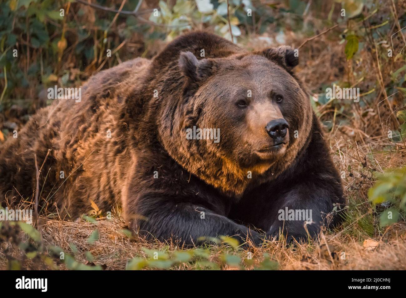 Ours brun dans un parc national de la forêt bavaroise, le jour d'automne ensoleillé d'or, en Allemagne Banque D'Images