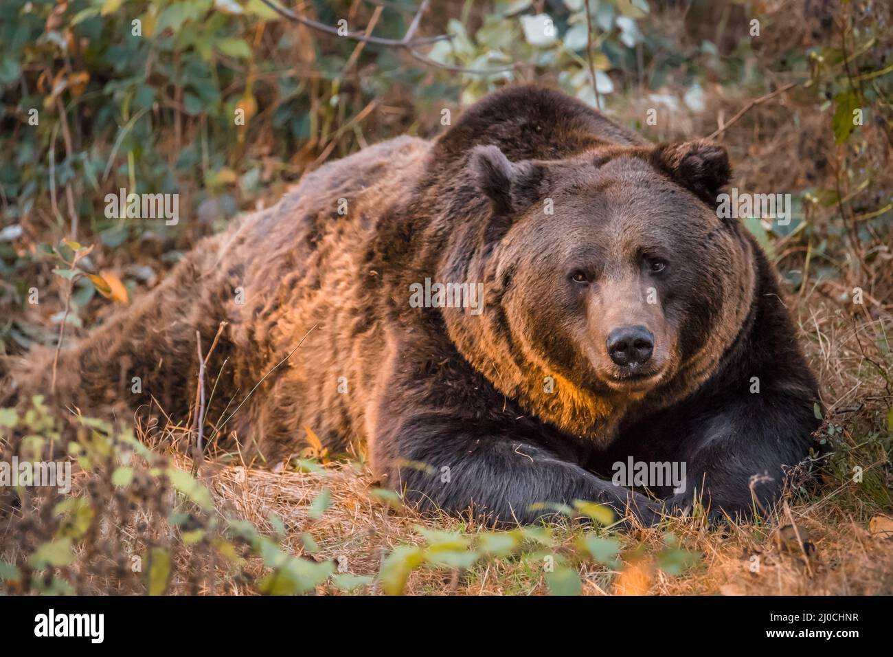Ours brun dans un parc national de la forêt bavaroise, le jour d'automne ensoleillé d'or, en Allemagne Banque D'Images