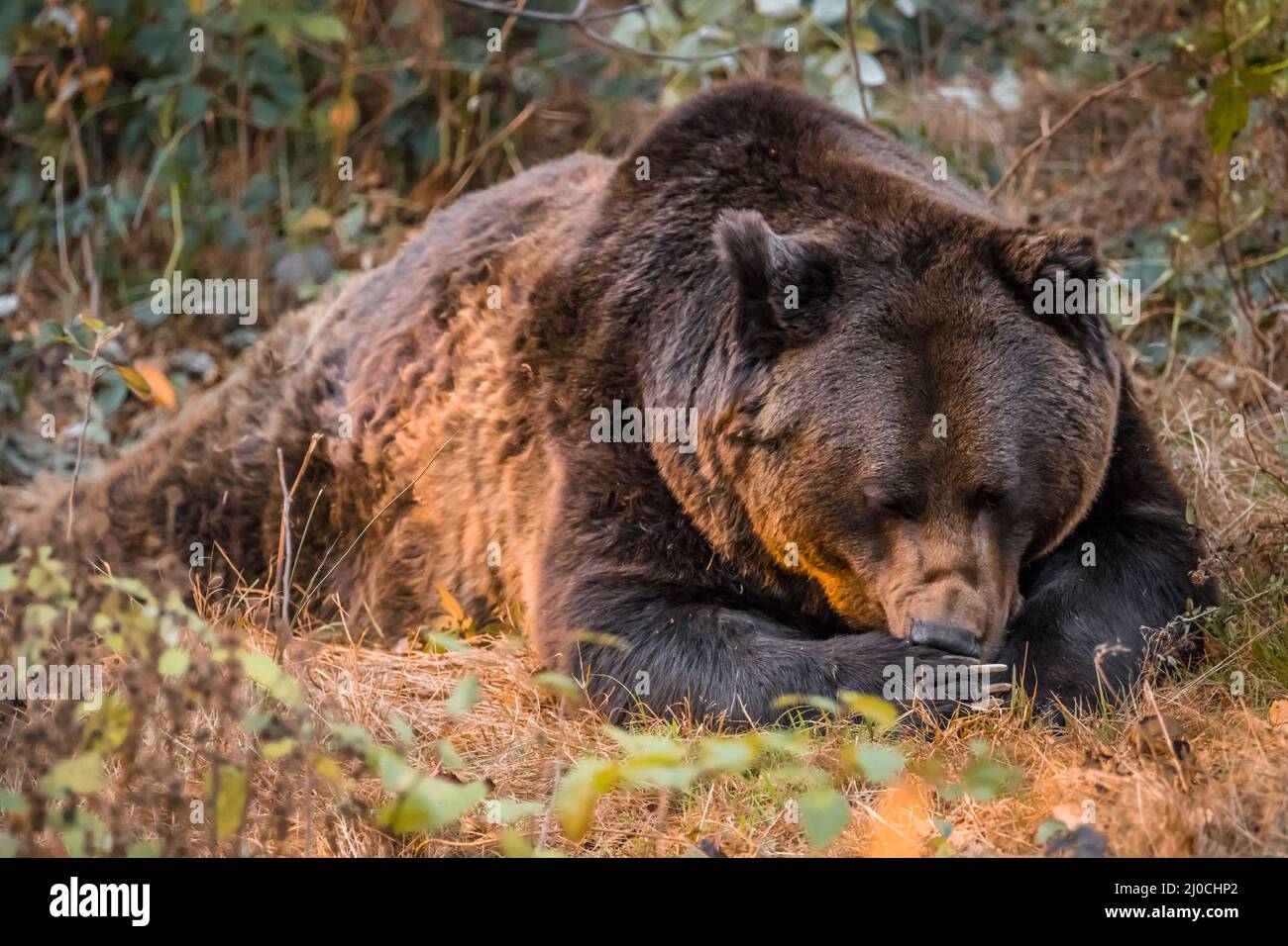 Ours brun dans un parc national de la forêt bavaroise, le jour d'automne ensoleillé d'or, en Allemagne Banque D'Images
