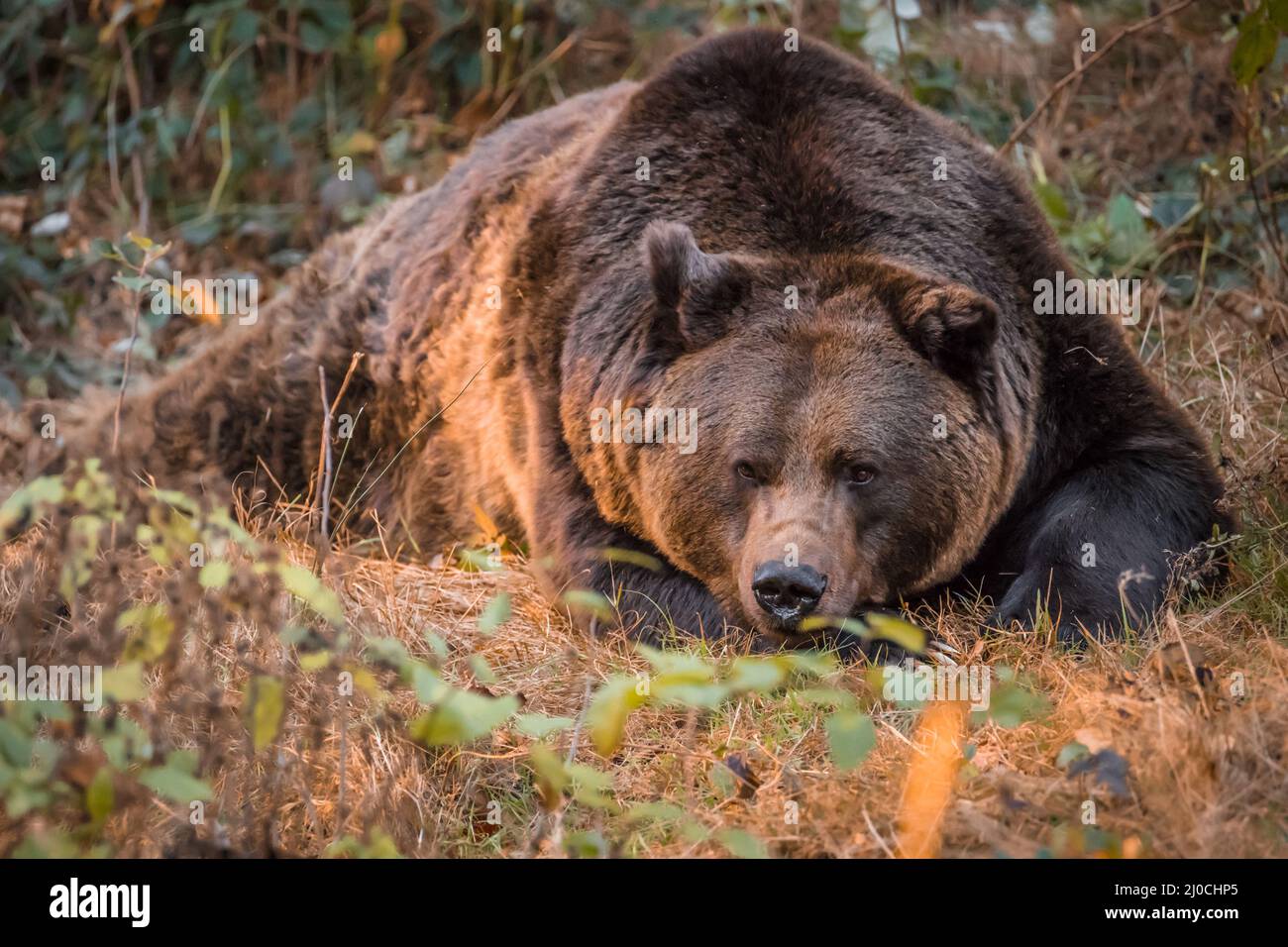 Ours brun dans un parc national de la forêt bavaroise, le jour d'automne ensoleillé d'or, en Allemagne Banque D'Images