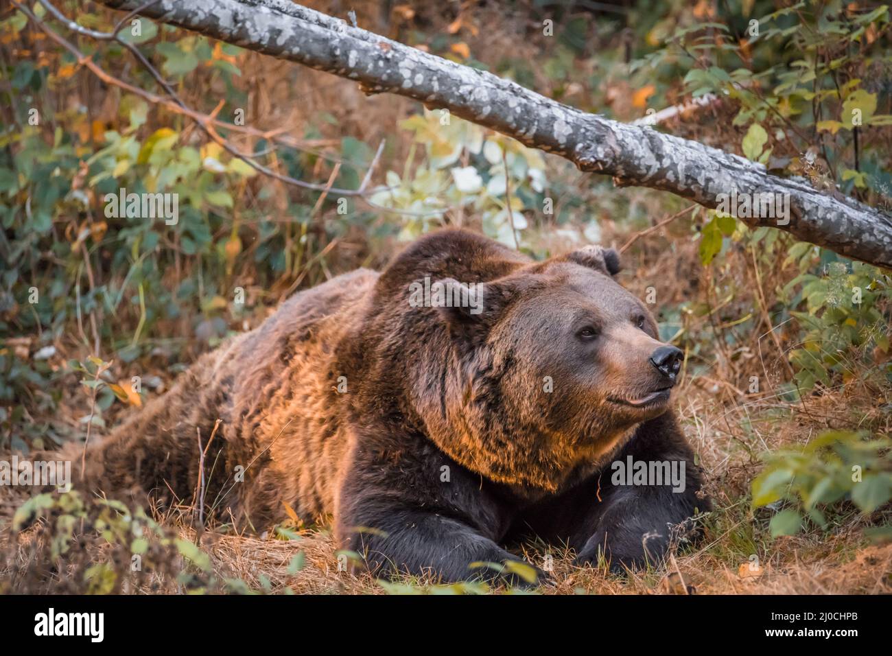 Ours brun dans un parc national de la forêt bavaroise, le jour d'automne ensoleillé d'or, en Allemagne Banque D'Images