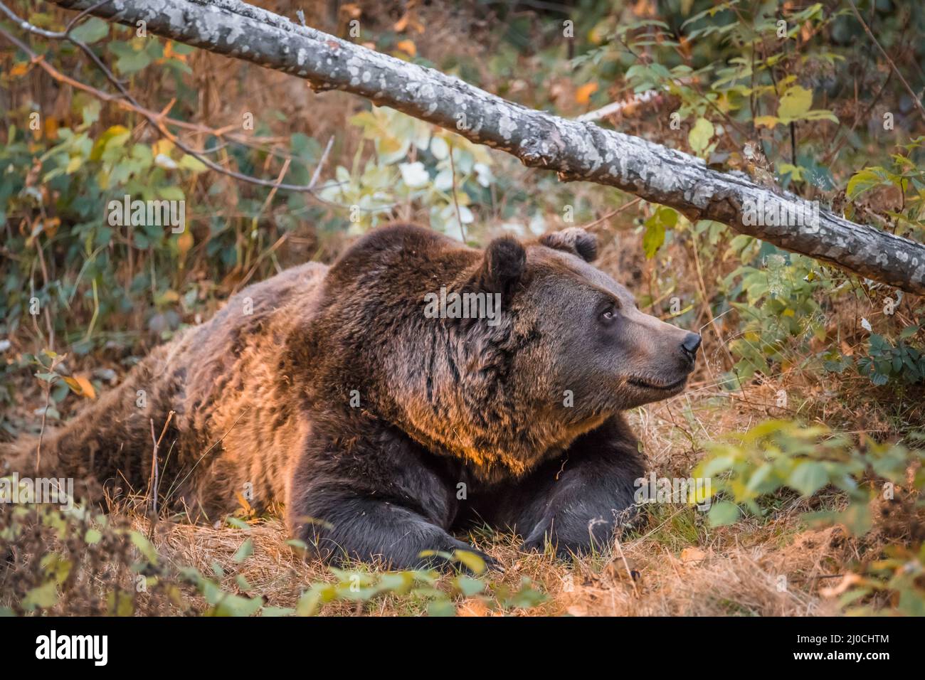 Ours brun dans un parc national de la forêt bavaroise, le jour d'automne ensoleillé d'or, en Allemagne Banque D'Images