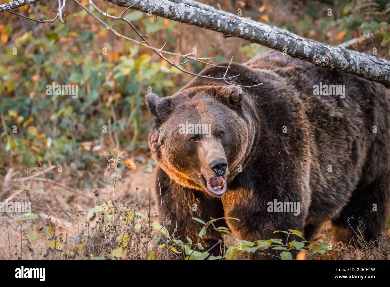 Ours brun dans un parc national de la forêt bavaroise, le jour d'automne ensoleillé d'or, en Allemagne Banque D'Images
