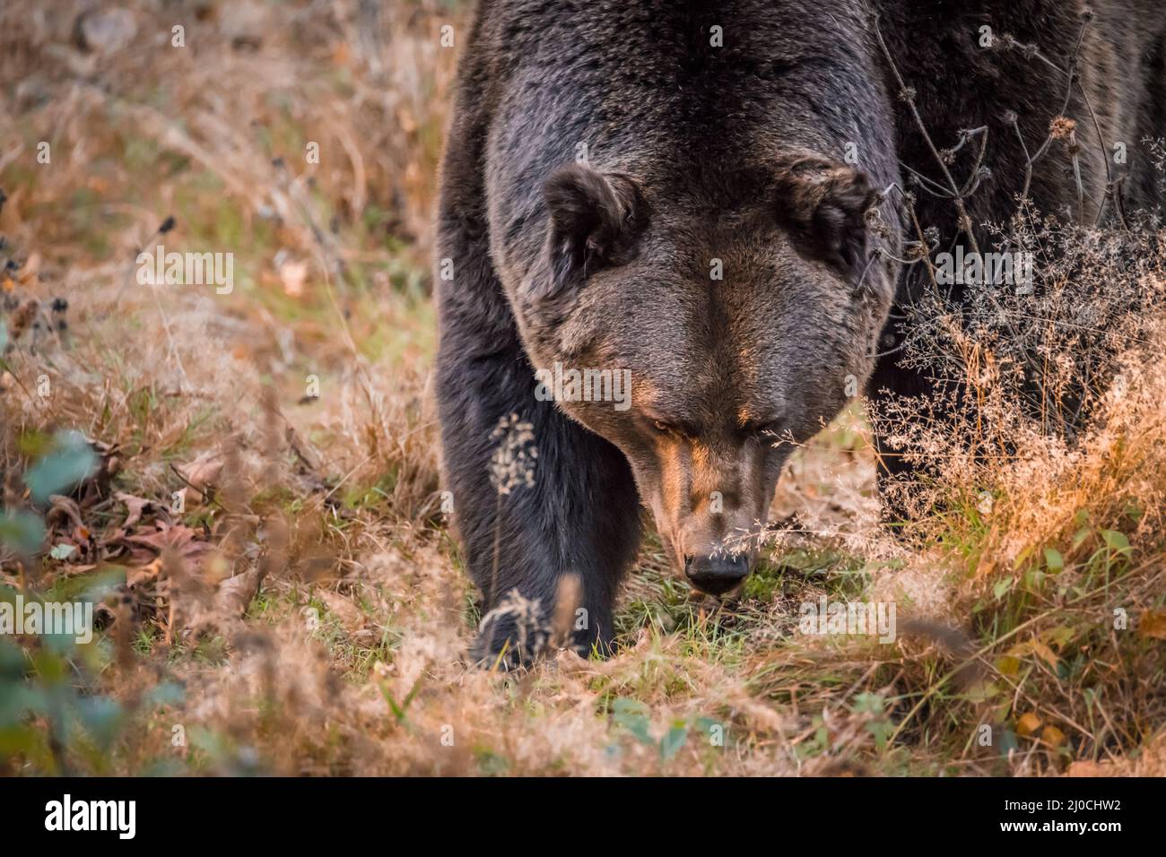 Ours brun dans un parc national de la forêt bavaroise, le jour d'automne ensoleillé d'or, en Allemagne Banque D'Images