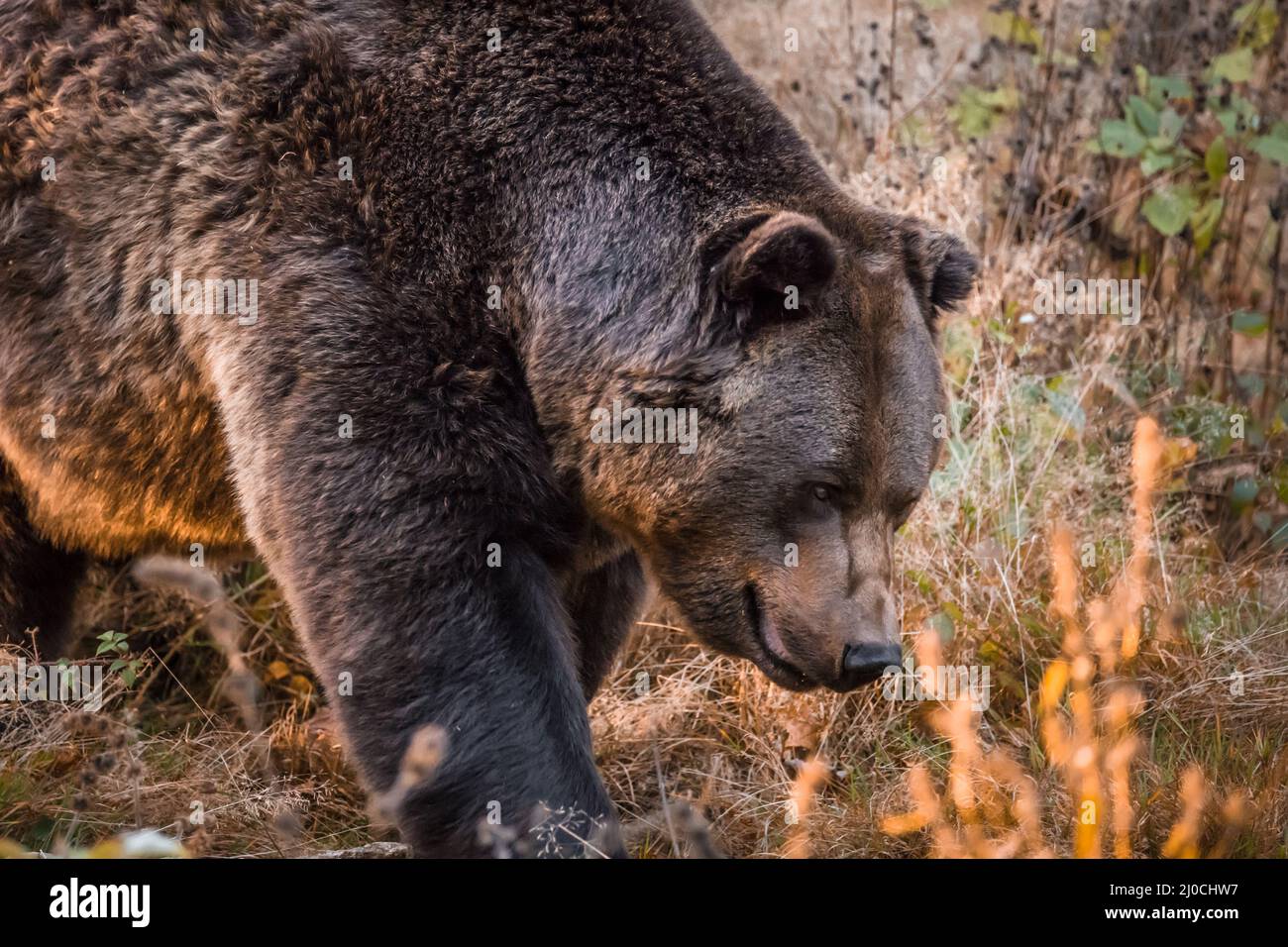 Ours brun dans un parc national de la forêt bavaroise, le jour d'automne ensoleillé d'or, en Allemagne Banque D'Images