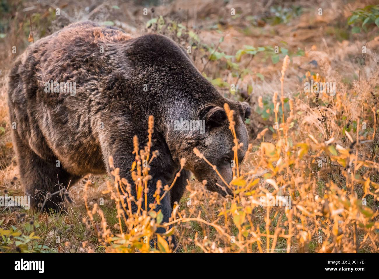 Ours brun dans un parc national de la forêt bavaroise, le jour d'automne ensoleillé d'or, en Allemagne Banque D'Images