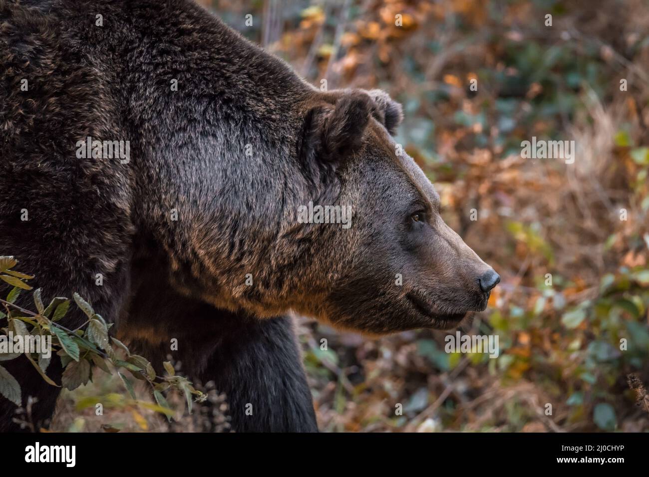 Ours brun dans un parc national de la forêt bavaroise, le jour d'automne ensoleillé d'or, en Allemagne Banque D'Images