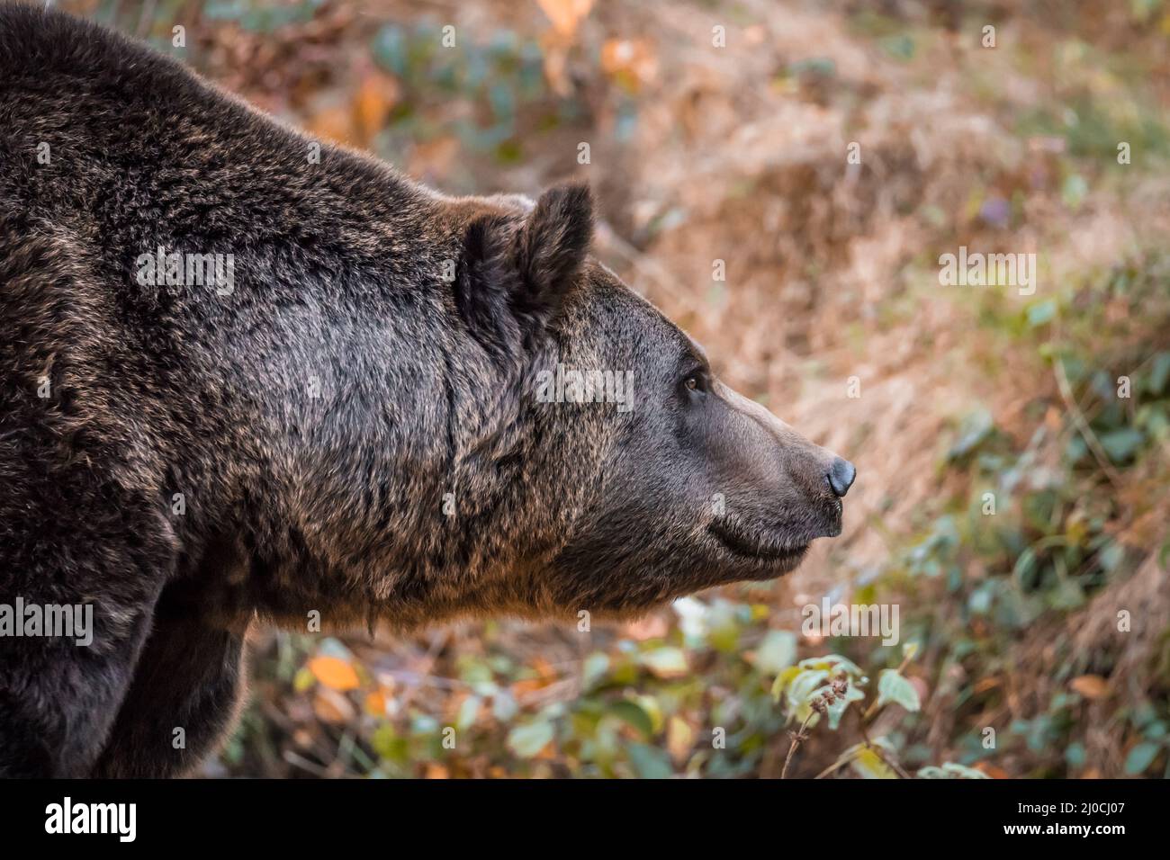Ours brun dans un parc national de la forêt bavaroise, le jour d'automne ensoleillé d'or, en Allemagne Banque D'Images