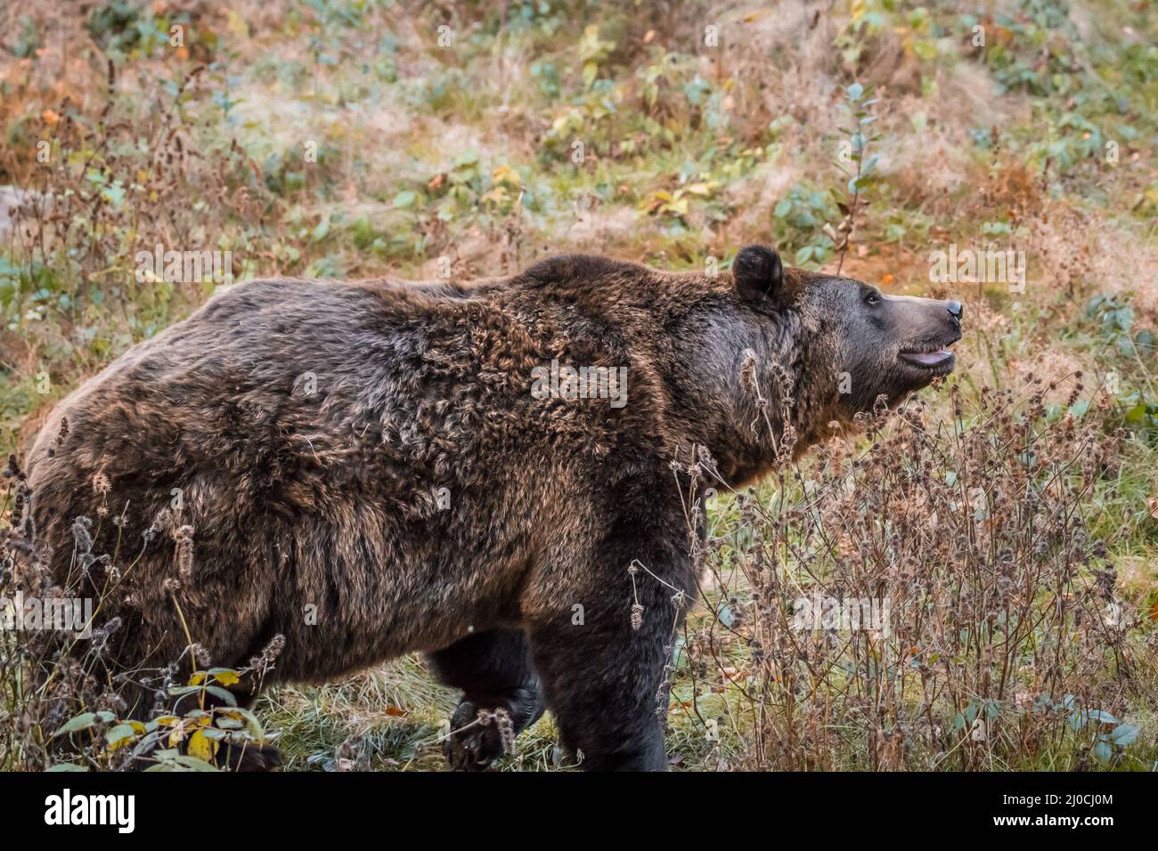 Ours brun dans un parc national de la forêt bavaroise, le jour d'automne ensoleillé d'or, en Allemagne Banque D'Images