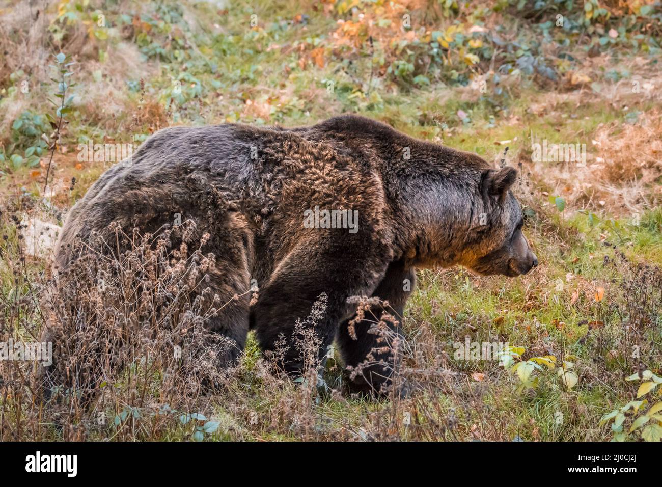 Ours brun dans un parc national de la forêt bavaroise, le jour d'automne ensoleillé d'or, en Allemagne Banque D'Images