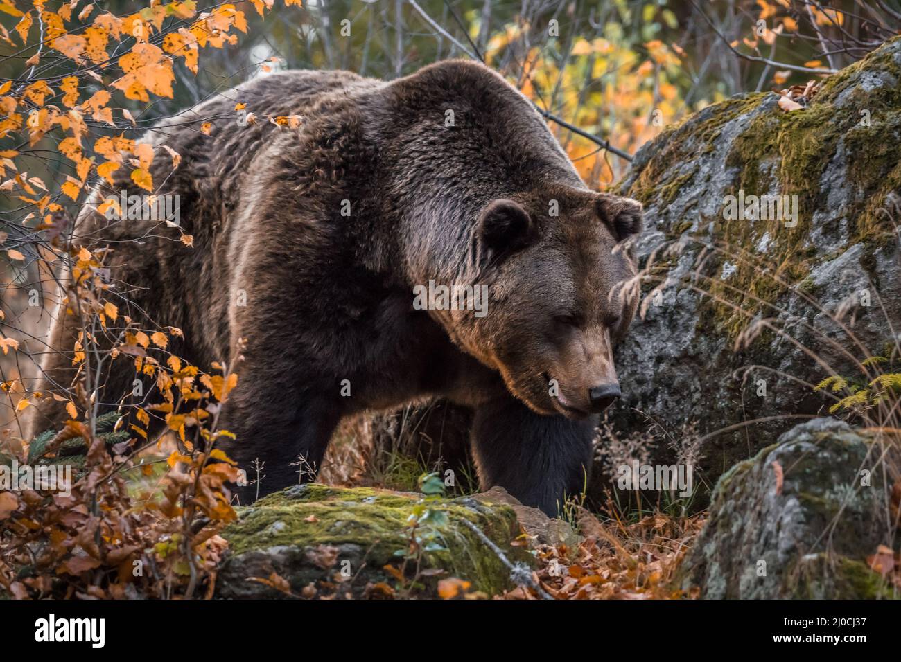 Ours brun dans un parc national de la forêt bavaroise, le jour d'automne ensoleillé d'or, en Allemagne Banque D'Images
