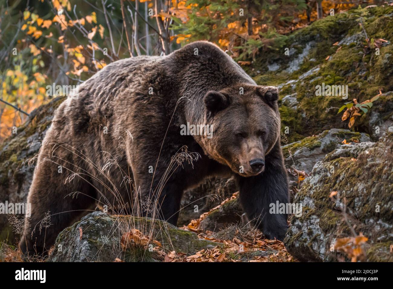Ours brun dans un parc national de la forêt bavaroise, le jour d'automne ensoleillé d'or, en Allemagne Banque D'Images