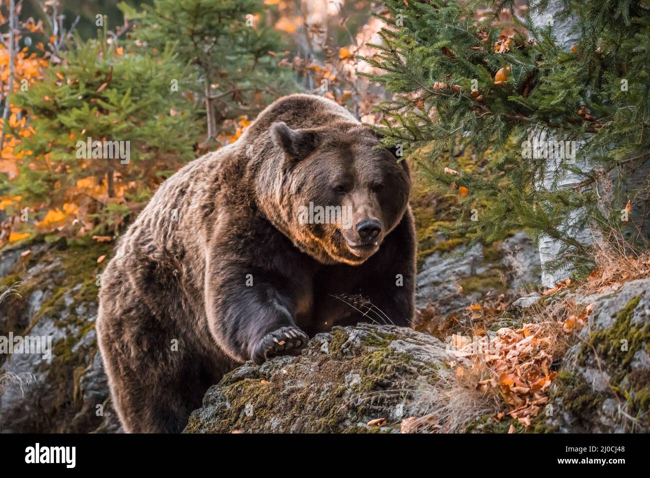 Ours brun dans un parc national de la forêt bavaroise, le jour d'automne ensoleillé d'or, en Allemagne Banque D'Images