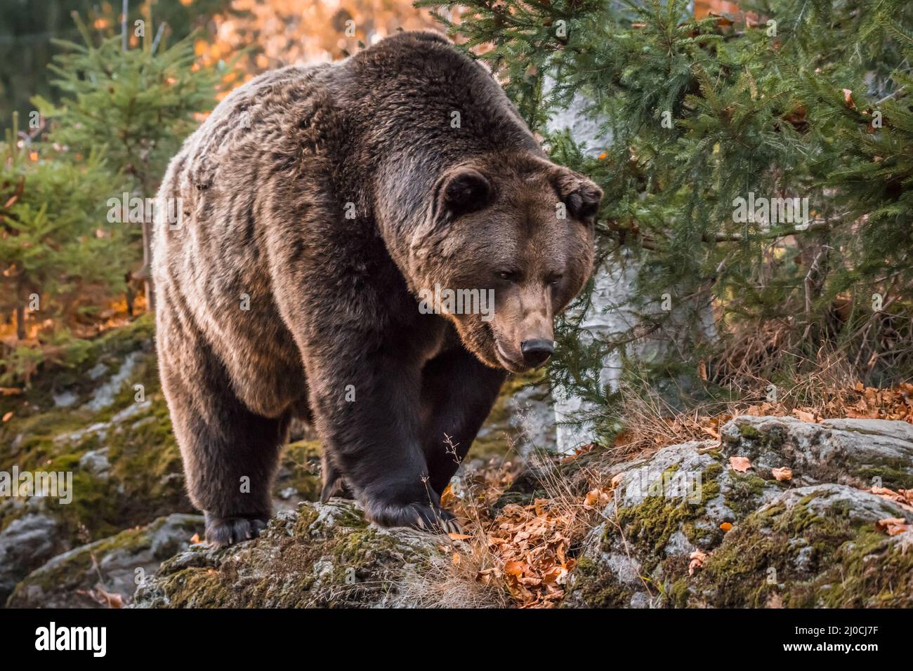 Ours brun dans un parc national de la forêt bavaroise, le jour d'automne ensoleillé d'or, en Allemagne Banque D'Images