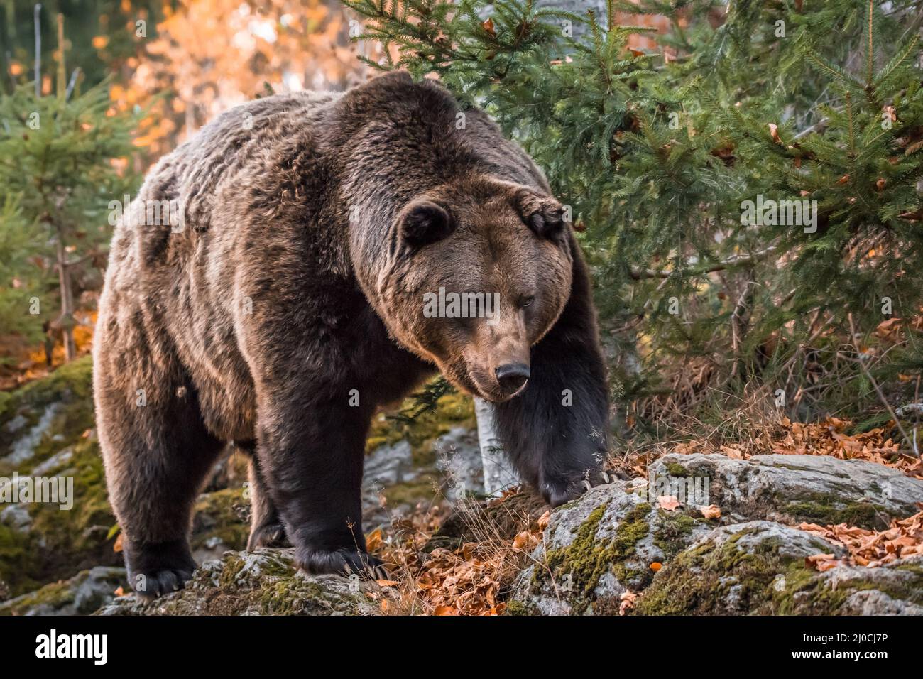 Ours brun dans un parc national de la forêt bavaroise, le jour d'automne ensoleillé d'or, en Allemagne Banque D'Images