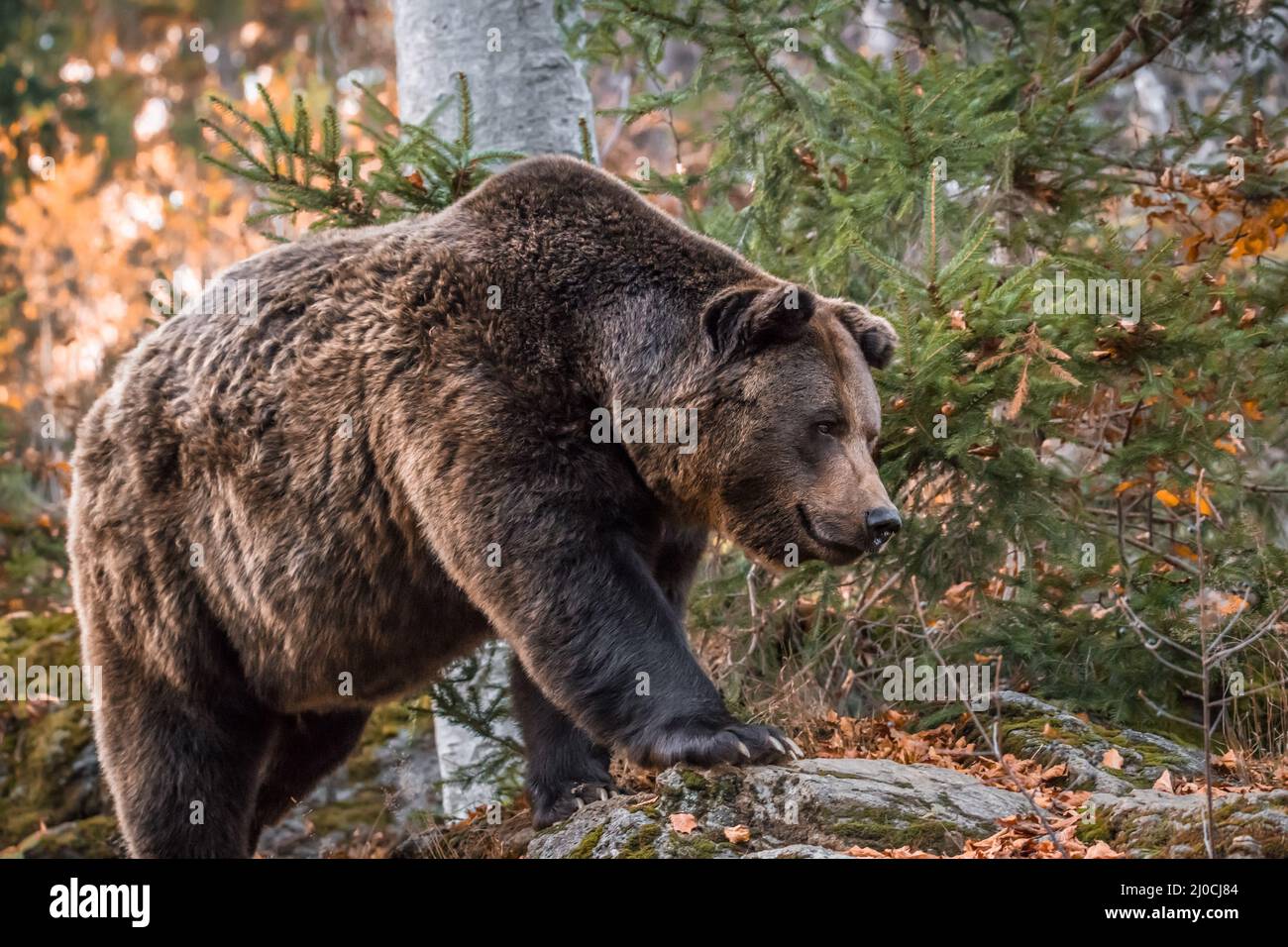Ours brun dans un parc national de la forêt bavaroise, le jour d'automne ensoleillé d'or, en Allemagne Banque D'Images