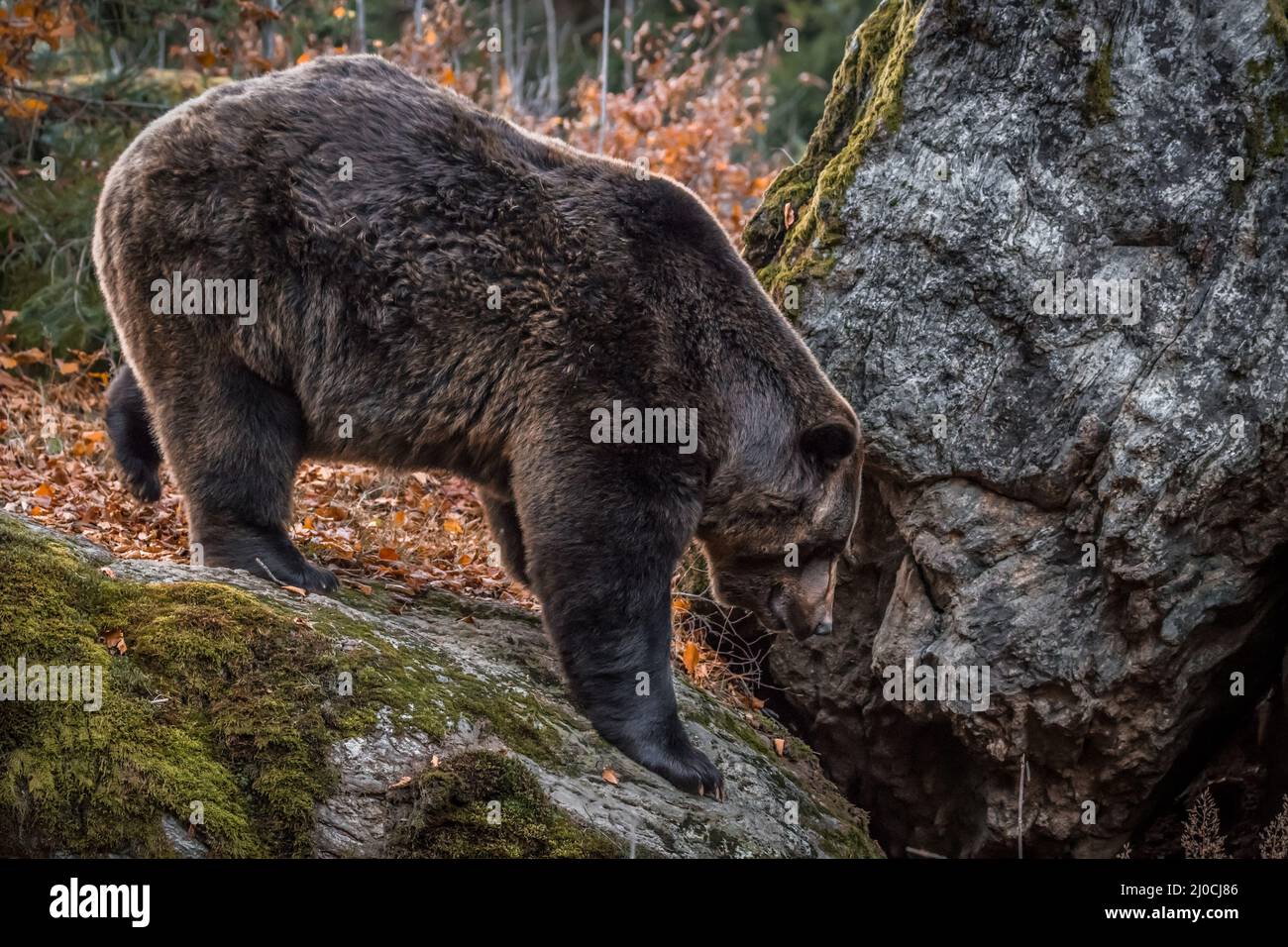 Ours brun dans un parc national de la forêt bavaroise, le jour d'automne ensoleillé d'or, en Allemagne Banque D'Images