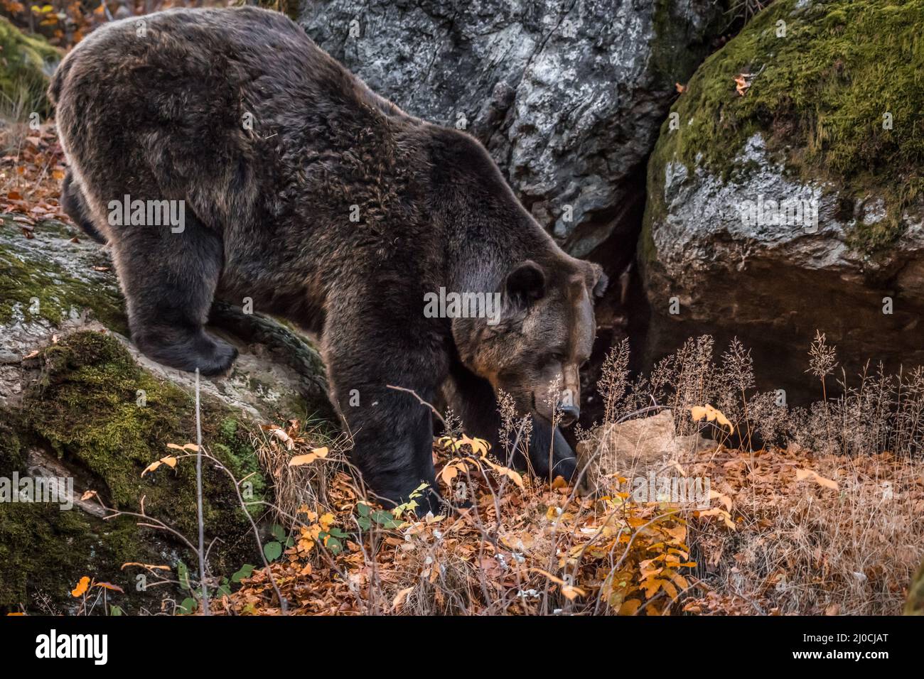 Ours brun dans un parc national de la forêt bavaroise, le jour d'automne ensoleillé d'or, en Allemagne Banque D'Images