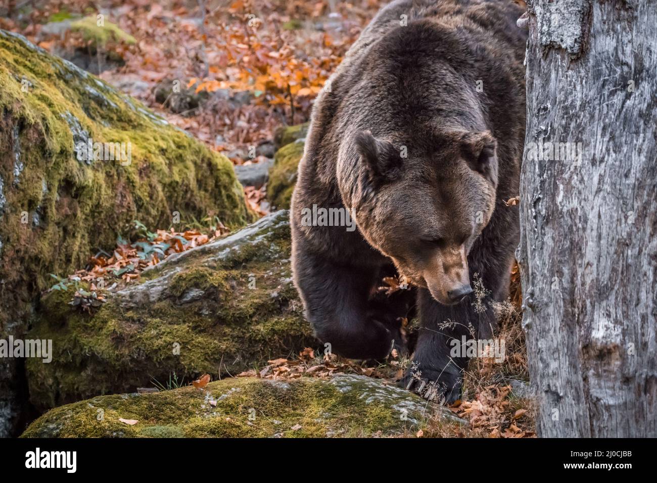 Ours brun dans un parc national de la forêt bavaroise, le jour d'automne ensoleillé d'or, en Allemagne Banque D'Images