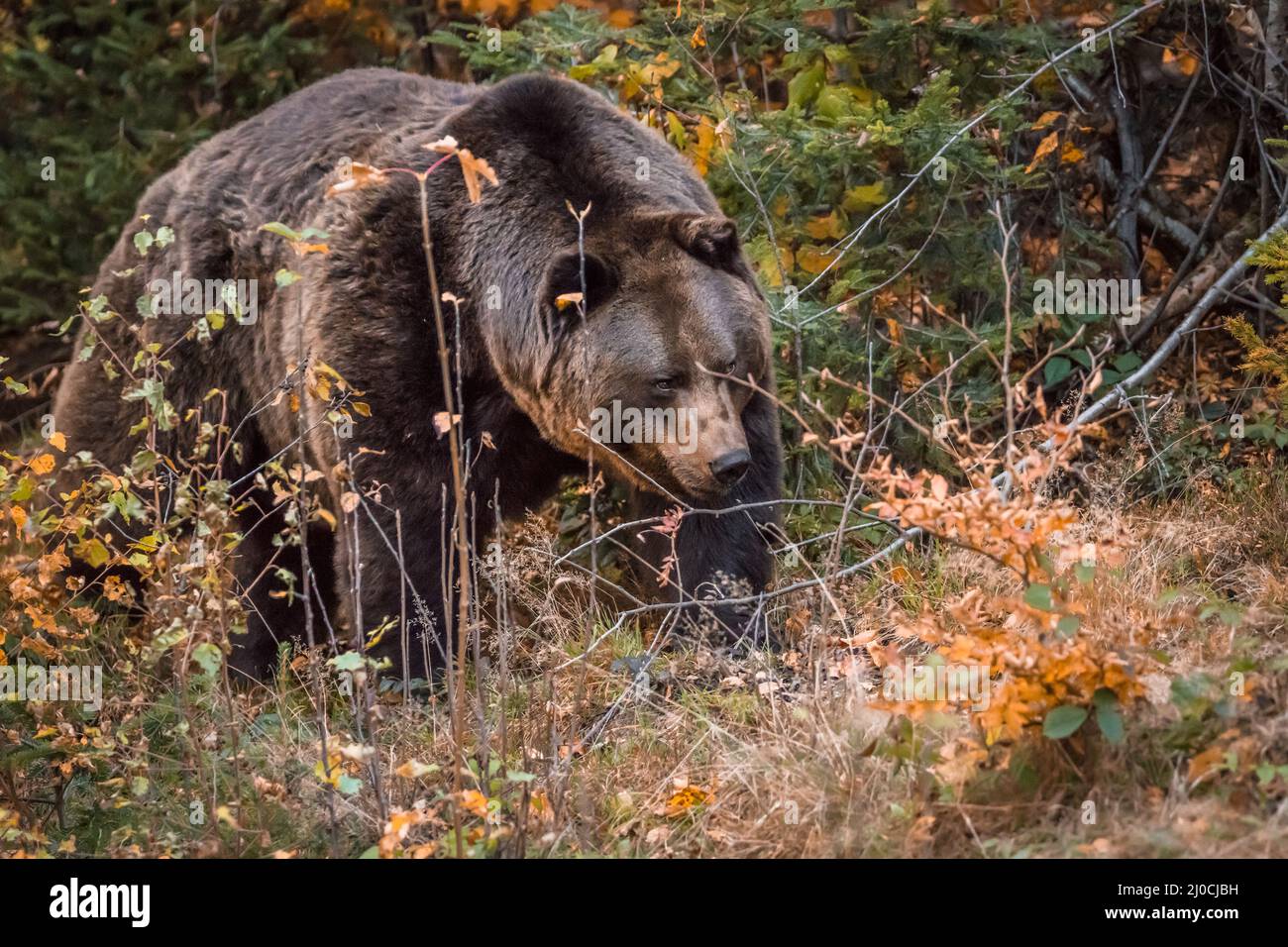 Ours brun dans un parc national de la forêt bavaroise, le jour d'automne ensoleillé d'or, en Allemagne Banque D'Images