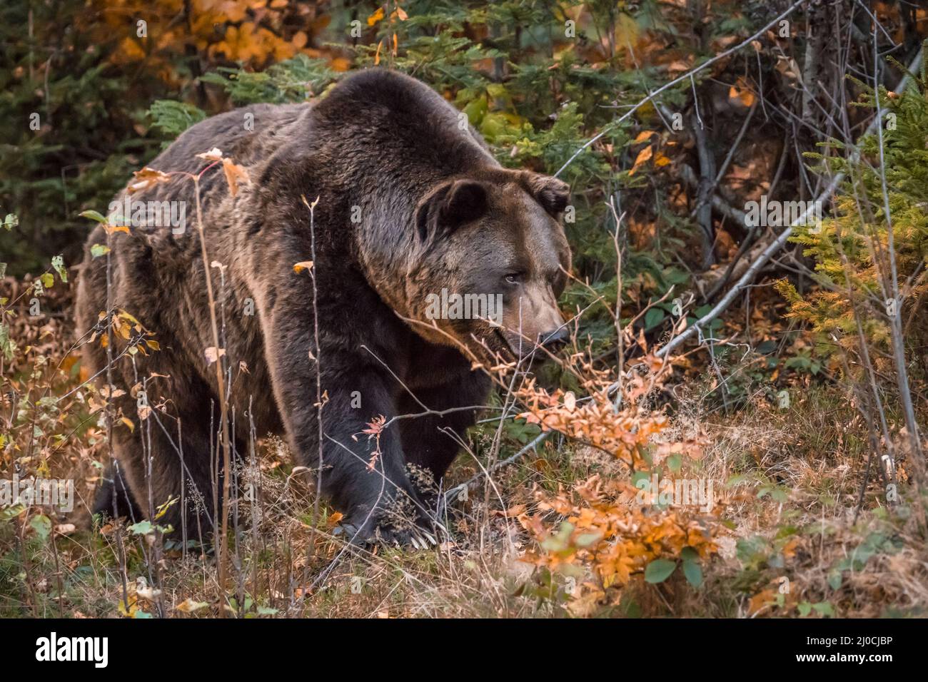 Ours brun dans un parc national de la forêt bavaroise, le jour d'automne ensoleillé d'or, en Allemagne Banque D'Images