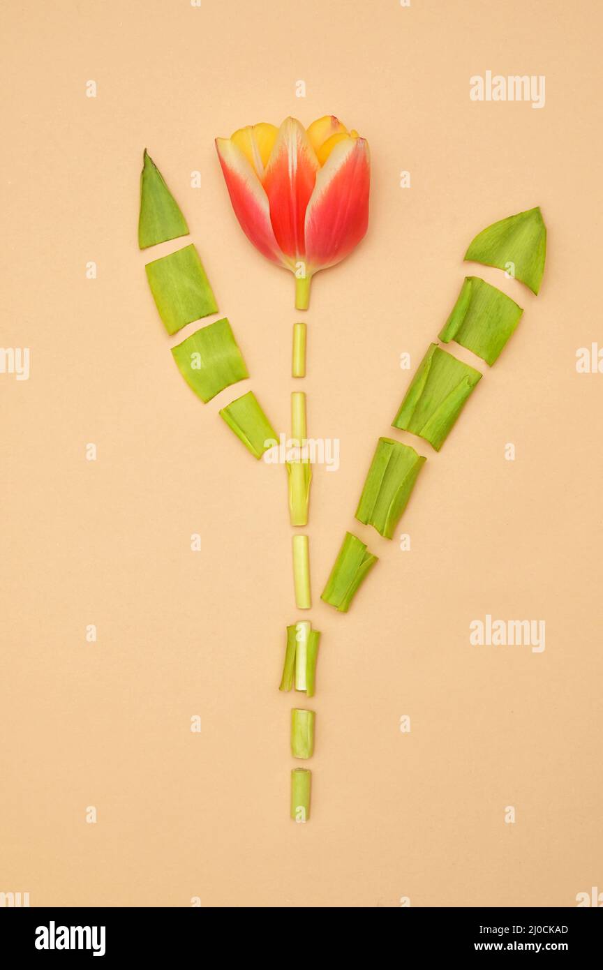 Une tulipe coupée isolée sur fond papier Banque D'Images